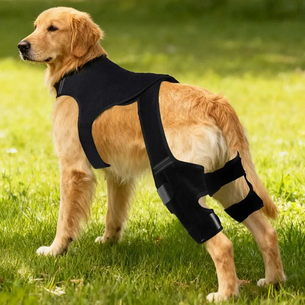 Cada Passo Conta - cão em passeio noturno com faixa refletora