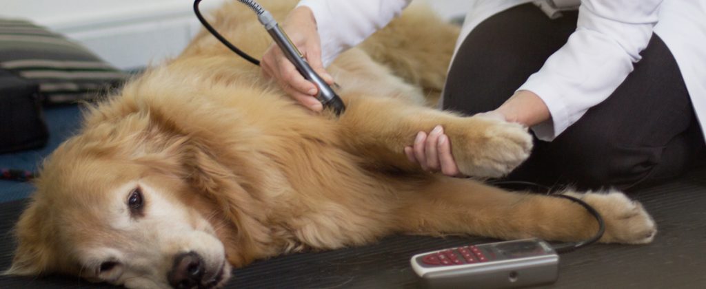 Qual a melhor rampa de acesso para cães com artrite?
