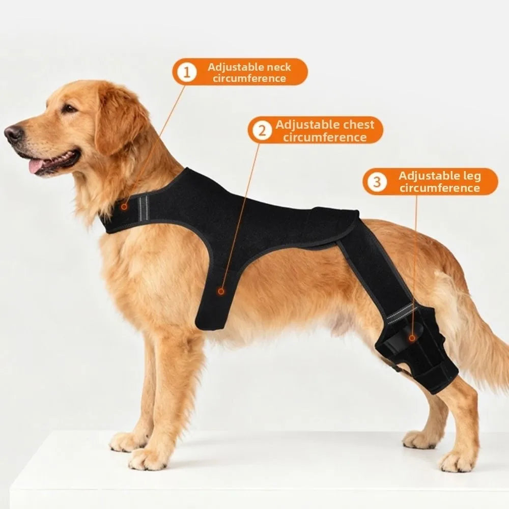 Cada Passo Conta - cão em movimento com o suporte
