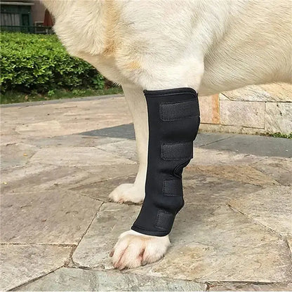 Passo Seguro - cão confortável com o suporte