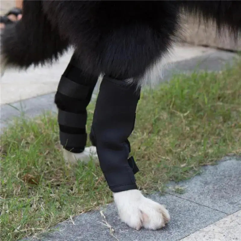 Passo Seguro - cão a caminhar com o suporte