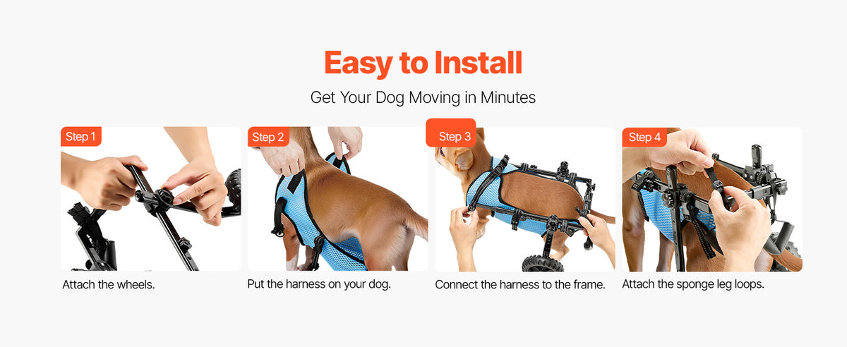 Nova Liberdade - cão com mobilidade reduzida ativo